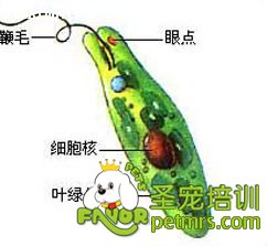 犬眼蟲病