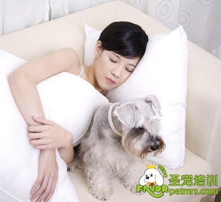 狗狗睡覺