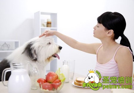 撫摸狗狗的頭