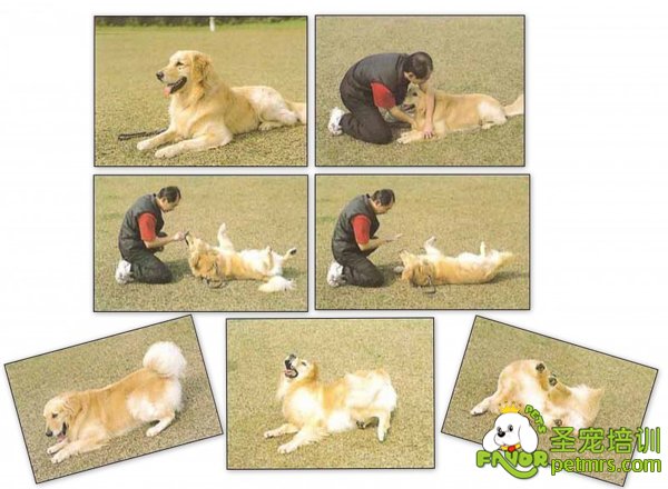 狗狗邀請行為
