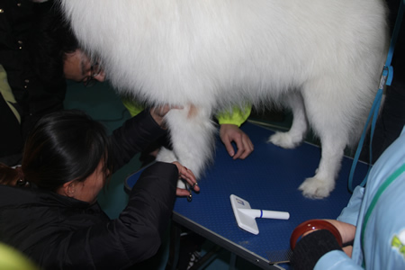 金老師正在給學員講解薩摩耶犬腳步美容要點