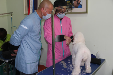 李老師手把手指導(dǎo)泰迪犬修剪