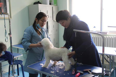 李老師指導學員泰迪犬修剪方法