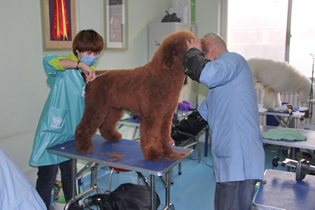 圣寵寵物學員巨型貴賓犬實操課