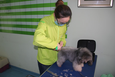 圣寵學員貴賓犬練習課程