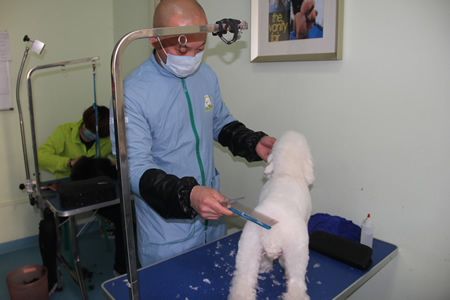 李柏峰貴賓犬實操課