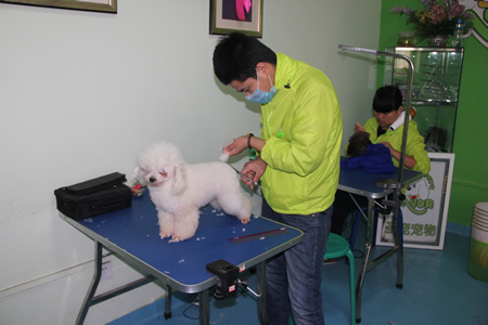 圣寵學(xué)員貴賓犬學(xué)習(xí)課堂