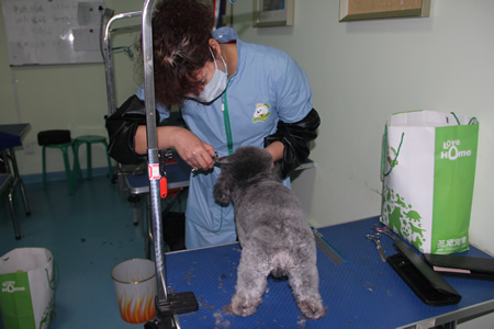 付春娟貴賓犬修剪練習