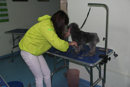 圣寵學員貴賓犬練習課程