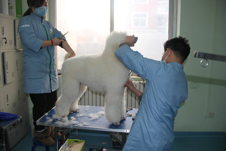 圣寵學(xué)員巨型貴賓犬修剪課程