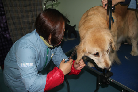 圣寵寵物學員金毛犬練習課堂