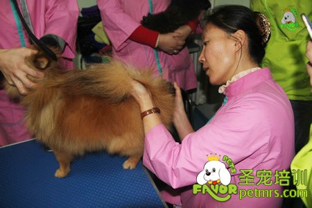 金老師給學員們講解博美犬美容方法