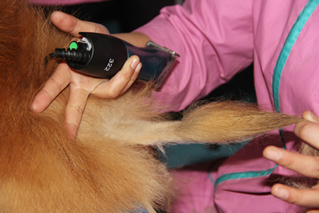給博美犬剃毛要先從尾巴開始