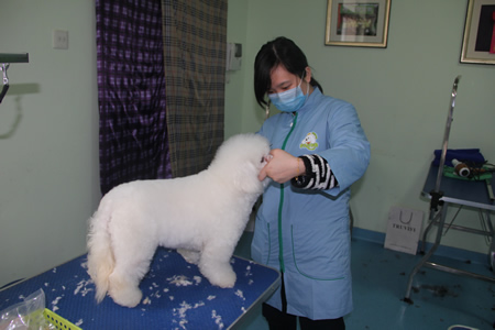 圣寵寵物學員學習課堂