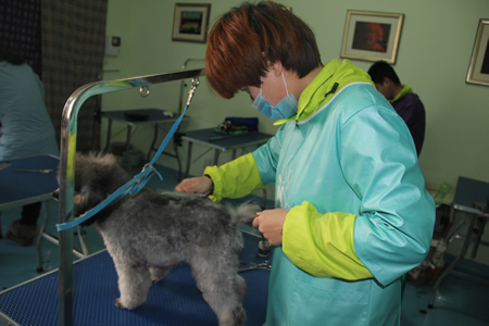 圣寵寵物學員貴賓犬練習課堂