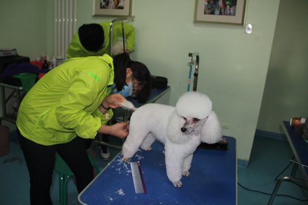朱超貴賓犬修剪練習
