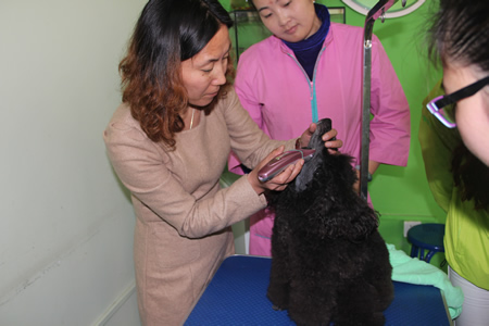 金春梅老師給學員們講解貴賓犬護理方法
