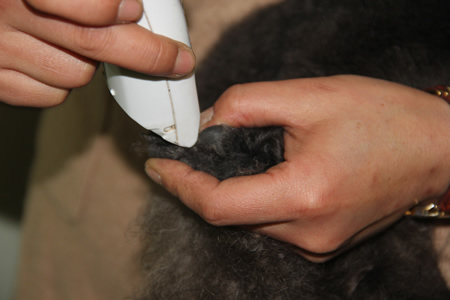 貴賓犬腳底毛修剪方法