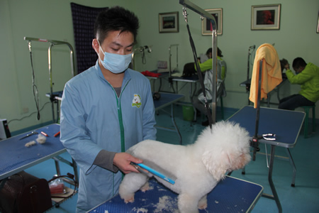 趙家明比熊犬練習(xí)課程