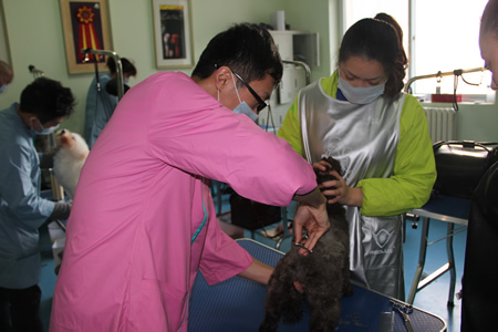 圣寵老師指導學員貴賓犬修剪