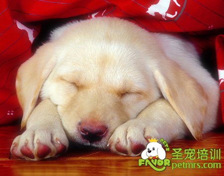 狗狗麻醉