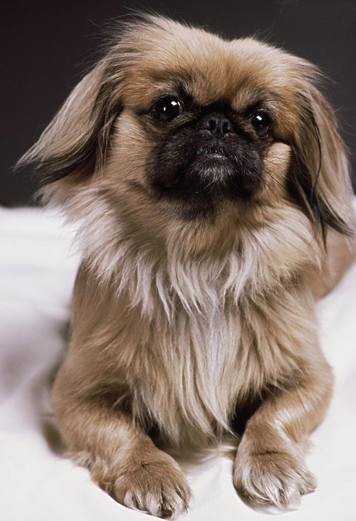 京吧犬