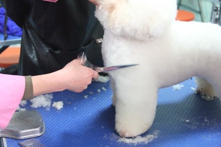 比熊犬前腿修剪