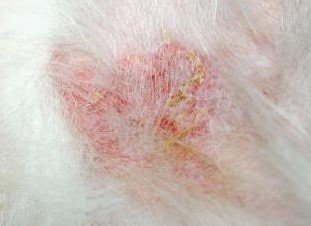 圖3：京巴犬軀干上的結痂和紅斑