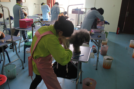 圣寵寵物學員學習課堂
