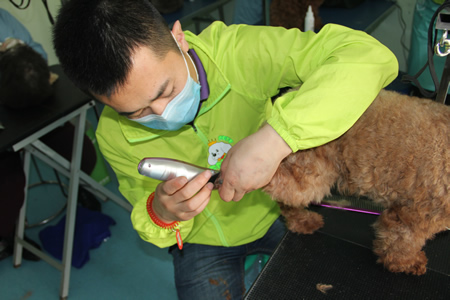 圣寵學員貴賓犬護理課程
