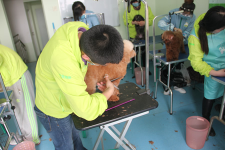 圣寵18期學(xué)員貴賓犬修剪練習(xí)