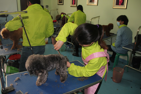 圣寵18期學員貴賓犬修剪練習