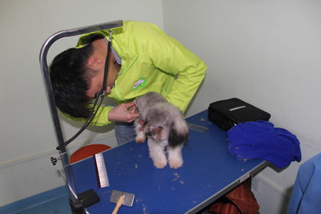 圣寵學(xué)員貴賓犬練習(xí)