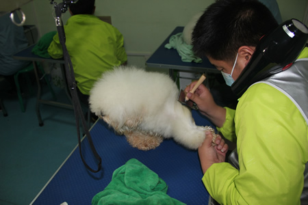石崗貴賓犬梳毛練習