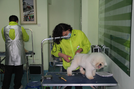 馬靜比熊犬修剪練習課程