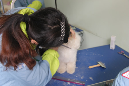 舒鑫貴賓犬修剪練習課程