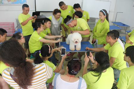 圣寵寵物美容學(xué)校24期:比熊犬美容講解示范