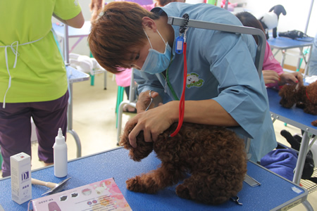 圣寵寵物美容學校25期:犬只洗澡實操課程