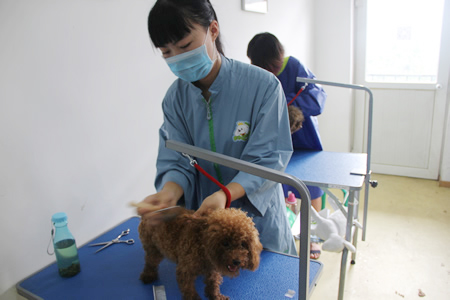 圣寵寵物美容學校25期:犬只洗澡實操課程