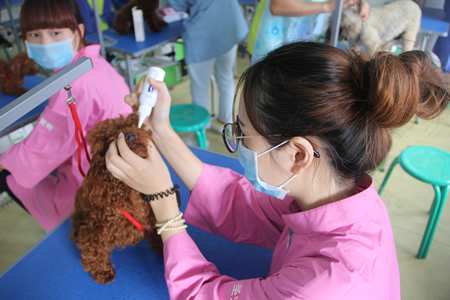 圣寵寵物美容學校25期:犬只洗澡實操課程