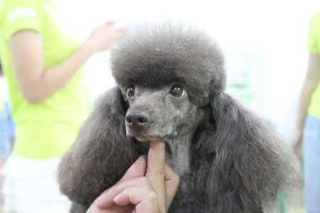 圣寵寵物美容學校25期:貴賓犬運動裝束示范講解