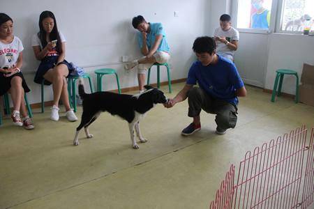 圣寵23期學(xué)員訓(xùn)犬實操課程