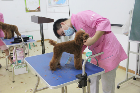 北京寵物美容培訓學校哪所好