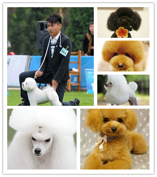 貴賓犬美容裝束