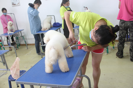 圣寵寵物美容學(xué)校25期:比熊犬實操練習(xí)