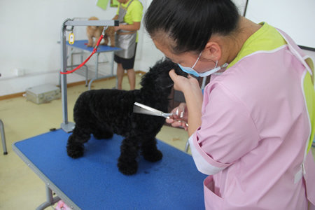 圣寵25期學員美容修剪實操課堂