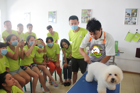 圣寵寵物美容學校26期:比熊犬美容示范講解