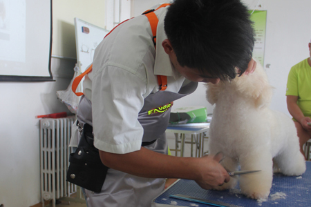 圣寵寵物美容學校26期:比熊犬美容示范講解