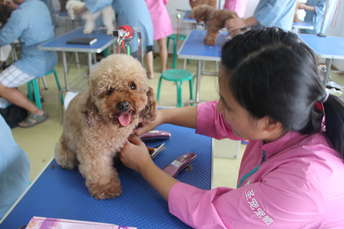 圣寵26期班貴賓犬泰迪裝實操練習