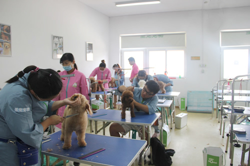 圣寵26期班貴賓犬泰迪裝實操練習